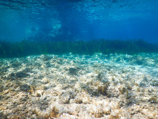 mediterranean underwater sea life