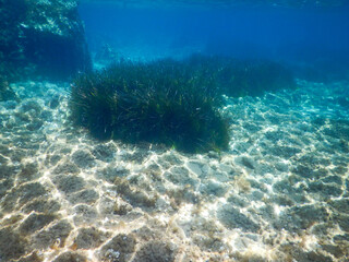 mediterranean underwater sea life