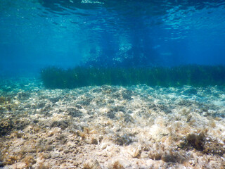 mediterranean underwater sea life