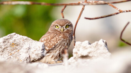 snowy owl on branch