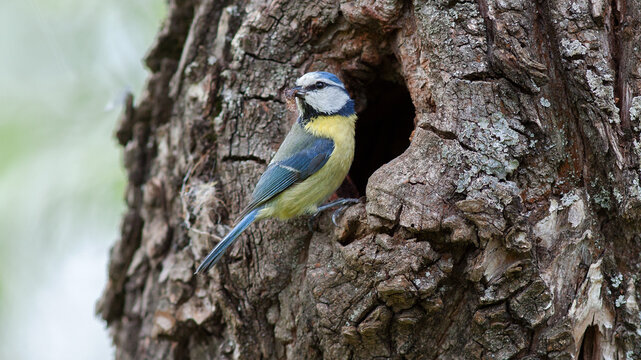 blue tit on a branch