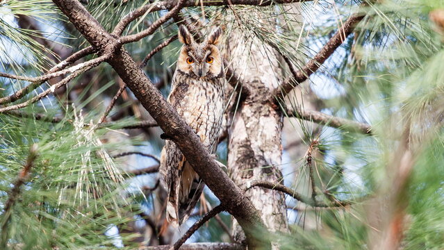 squirrel on tree