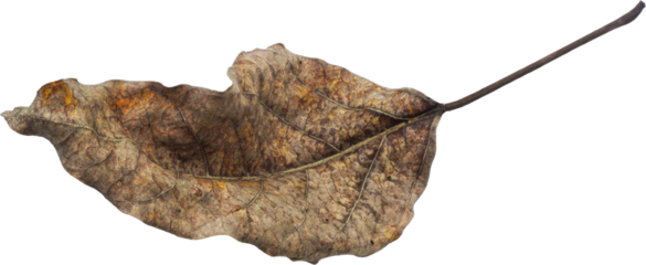 Dry Leaf PNG Cutout - Isolated with Transparent Background