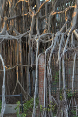 Fototapeta premium Tree roots growing on top of an old japanese building at Taichung, Taiwan