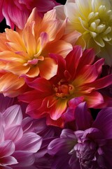Obraz premium Vibrant Dahlia Display: An intimate portrayal of diverse, multi-colored dahlia blossoms showcasing a spectrum of hues and textures, celebrating the intricate beauty of floral elegance.