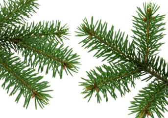 Macro close-up of two fresh, hyperdetailed emerald green balsam fir branches dusted with micro-frost, isolated against a seamless, high-key white background. Concept for winter holiday design