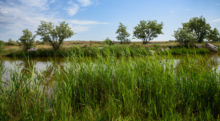 A thicket of reeds on the shore of a small pond. In the background, trees on a low hill under a blue summer sky.