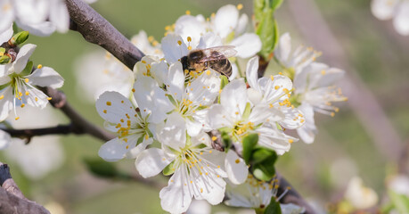 Bee collecting nectar on white flowers of a fruit tree.