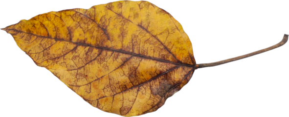 Dry Leaf PNG Cutout - Isolated with Transparent Background