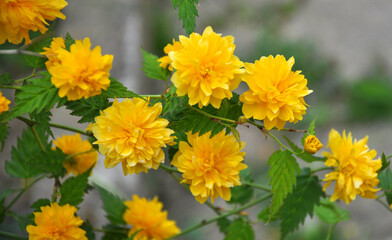 Kerria japonica bush blooms in the garden