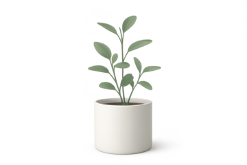 Decorative green plant in white pot, isolated on transparent background for design