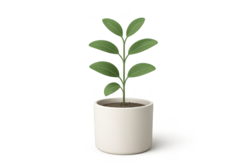 Small green houseplant in a white pot, isolated on transparent background
