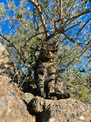 Adorable and funny tabby cat sitting on rock enjoying sunlight under an olive tree.