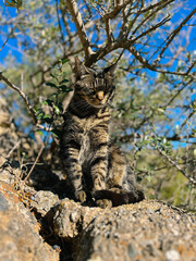 Adorable and funny tabby cat sitting on rock enjoying sunlight under an olive tree.