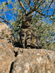 Adorable and funny tabby cat sitting on rock enjoying sunlight under an olive tree.