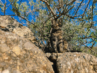 Adorable and funny tabby cat sitting on rock enjoying sunlight under an olive tree.