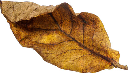 Dry Leaf PNG Cutout - Isolated with Transparent Background