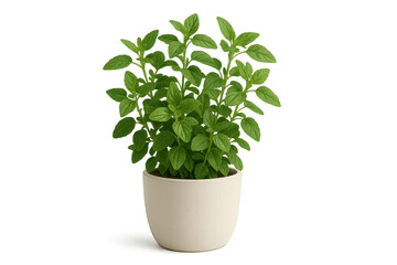 Obraz premium Fresh green herb plant in white pot, isolated on transparent background