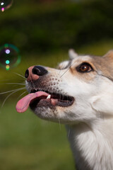 A Husky dog is having fun chasing soap bubbles in the park grass. 