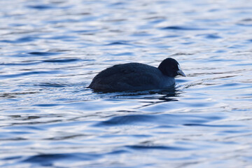 Coot with black feathers and white beak, coot swimming in a pond surrounded by blue waves, black waterfowl in the blue hour, Fulica atra from the side