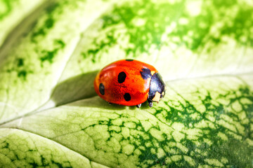 Ladybug on Green Leaf Closeup.Asian lady beetle (Harmonia axyridis).Closeup of ladybug with dew and soft background- Vibrant Nature Macro Photography.
