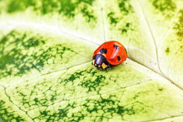Ladybug on Green Leaf Closeup.Asian lady beetle (Harmonia axyridis).Closeup of ladybug with dew and soft background- Vibrant Nature Macro Photography.