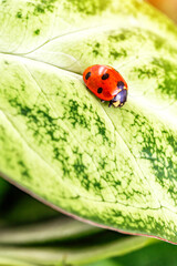 Ladybug on Green Leaf Closeup.Asian lady beetle (Harmonia axyridis).Closeup of ladybug with dew and soft background- Vibrant Nature Macro Photography.
