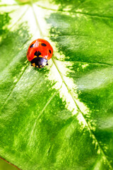 Ladybug on Green Leaf Closeup.Asian lady beetle (Harmonia axyridis).Closeup of ladybug with dew and...