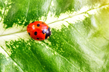 Ladybug on Green Leaf Closeup.Asian lady beetle (Harmonia axyridis).Closeup of ladybug with dew and soft background- Vibrant Nature Macro Photography.