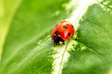 Ladybug on Green Leaf Closeup.Asian lady beetle (Harmonia axyridis).Closeup of ladybug with dew and soft background- Vibrant Nature Macro Photography.