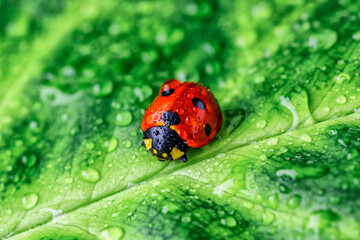 Ladybug on Green Leaf Closeup.Asian lady beetle (Harmonia axyridis).Closeup of ladybug with dew and soft background- Vibrant Nature Macro Photography.
