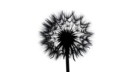 Striking Black and White Silhouette of a Dandelion Seed Head on a Pure White Background.