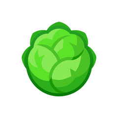 Illustration of a fresh green head of iceberg lettuce on transparent background