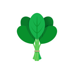 A bunch of green spinach tied together with a string on transparent background