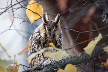 Long eared owl standing on branch and looking at camera