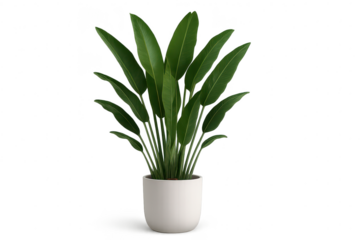 Lush green houseplant in modern white pot, isolated on transparent background