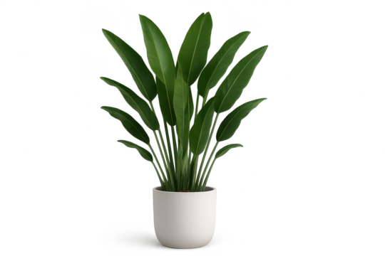 Lush green houseplant in modern white pot, isolated on transparent background