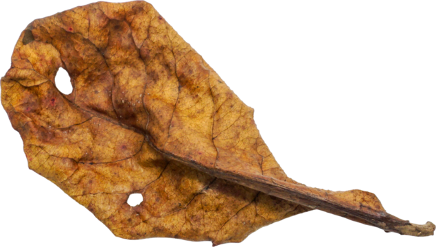 Dry Leaf PNG Cutout - Isolated with Transparent Background
