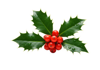 Hyper-photorealistic macro shot of a single ilex aquifolium (holly) sprig with glossy emerald leaves and cardinal red berries on a transparent background. Concept of pristine winter holiday