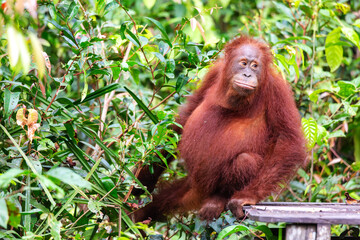Orange Borneon orangutan Pongo pygmaeus sitting at the feeding point. Tanjung Puting National park, Indonesia