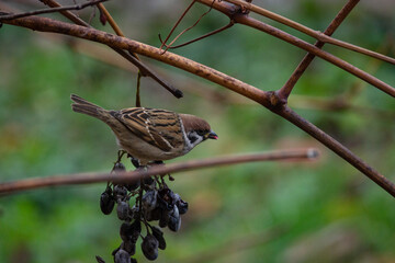 A sparrow sits on a grape vine. Close-up.