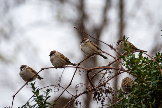 A group of small brown sparrows sits on the branches of a grape vine.