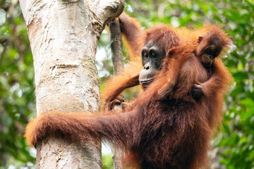 Female Borneon orangutan Pongo pygmaeus with her child on a tree. Tanjung Puting National park, Indonesia © Nikolay N. Antonov