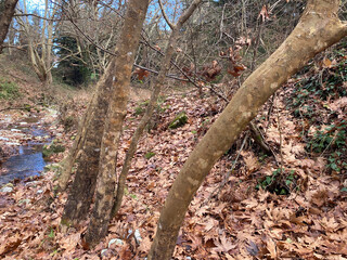 Autumn forest scene with stream and fallen leaves in tranquil woodland setting