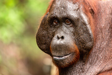 Fototapeta premium Huge male Orange Borneon orangutan Pongo pygmaeus portrait. Tanjung Puting National park, Indonesia