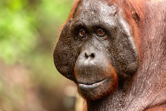 Huge male Orange Borneon orangutan Pongo pygmaeus portrait. Tanjung Puting National park, Indonesia