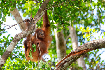 Small Borneon orangutan Pongo pygmaeus on a tree. Tanjung Puting National park, Indonesia