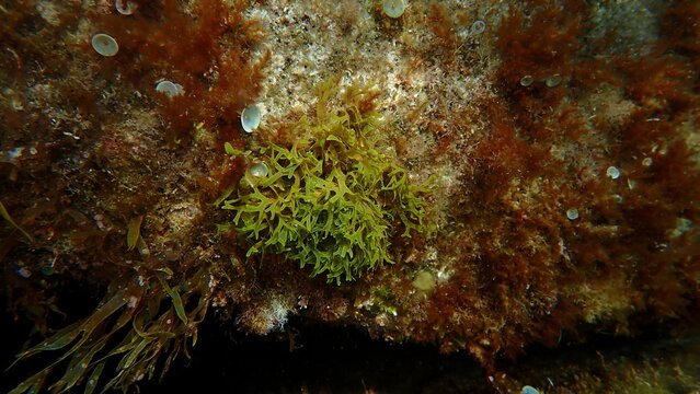 Brown algae forkweed or doubling weed (Dictyota dichotoma) undersea, Ligurian Sea, Italy, Imperia