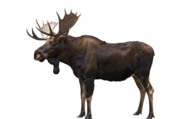 powerful adult bull moose (alces alces) with massive antlers and a pronounced dewlap, displaying a sharp side profile against a transparent studio background. concept of zoological study and megafauna