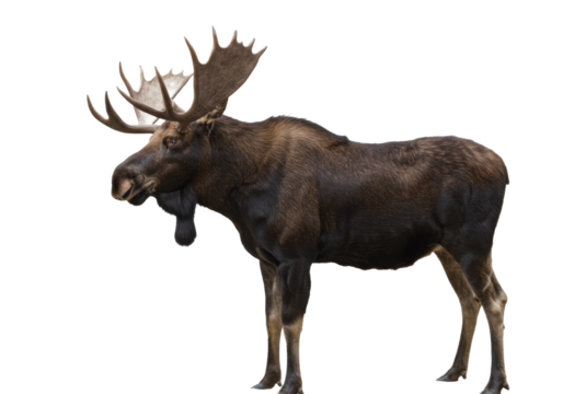powerful adult bull moose (alces alces) with massive antlers and a pronounced dewlap, displaying a sharp side profile against a transparent studio background. concept of zoological study and megafauna